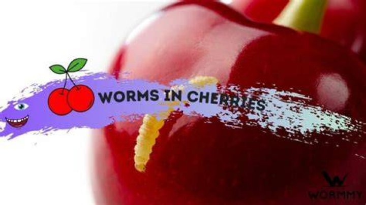 How do I know if I have cherry worms?