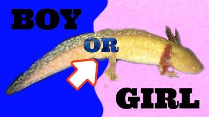 How do I know if my axolotl is a boy or girl?
