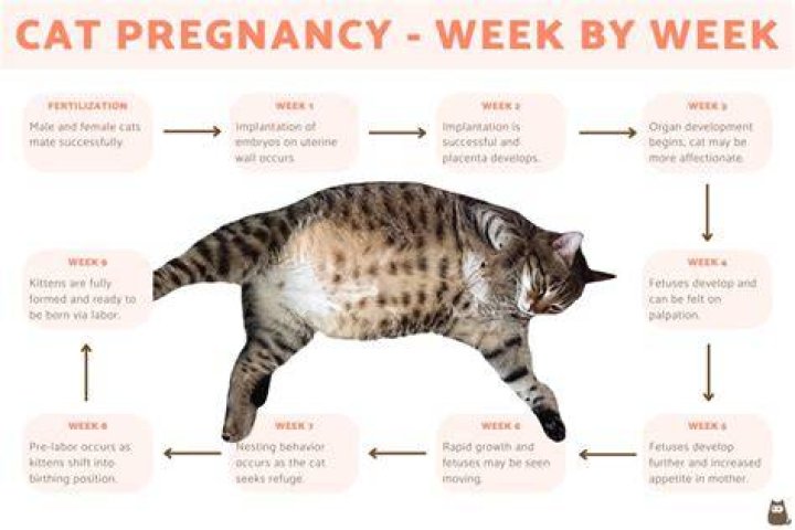 How do I know if my cat got her period?