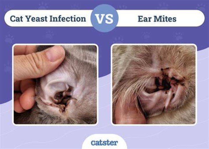 How do I know if my cat has Giardia?