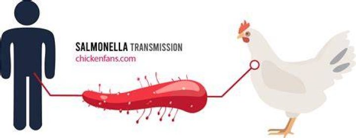 How do I know if my chicken has Salmonella?