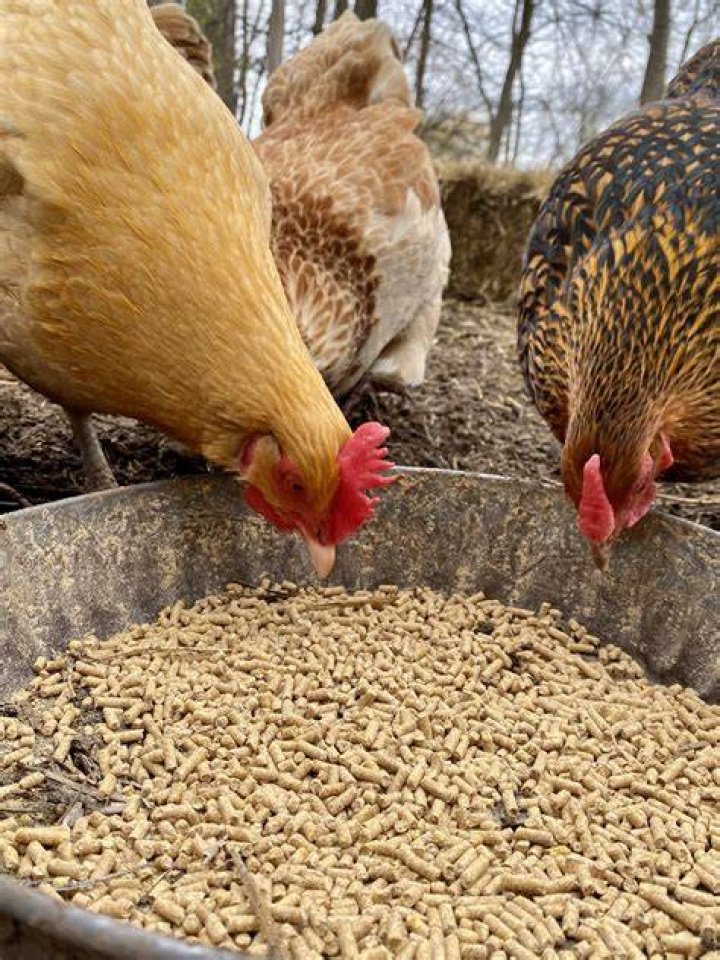 How do I know if my chickens are eating enough?