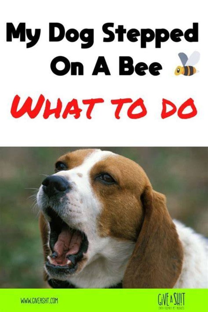 How do I know if my dog stepped on a bee?