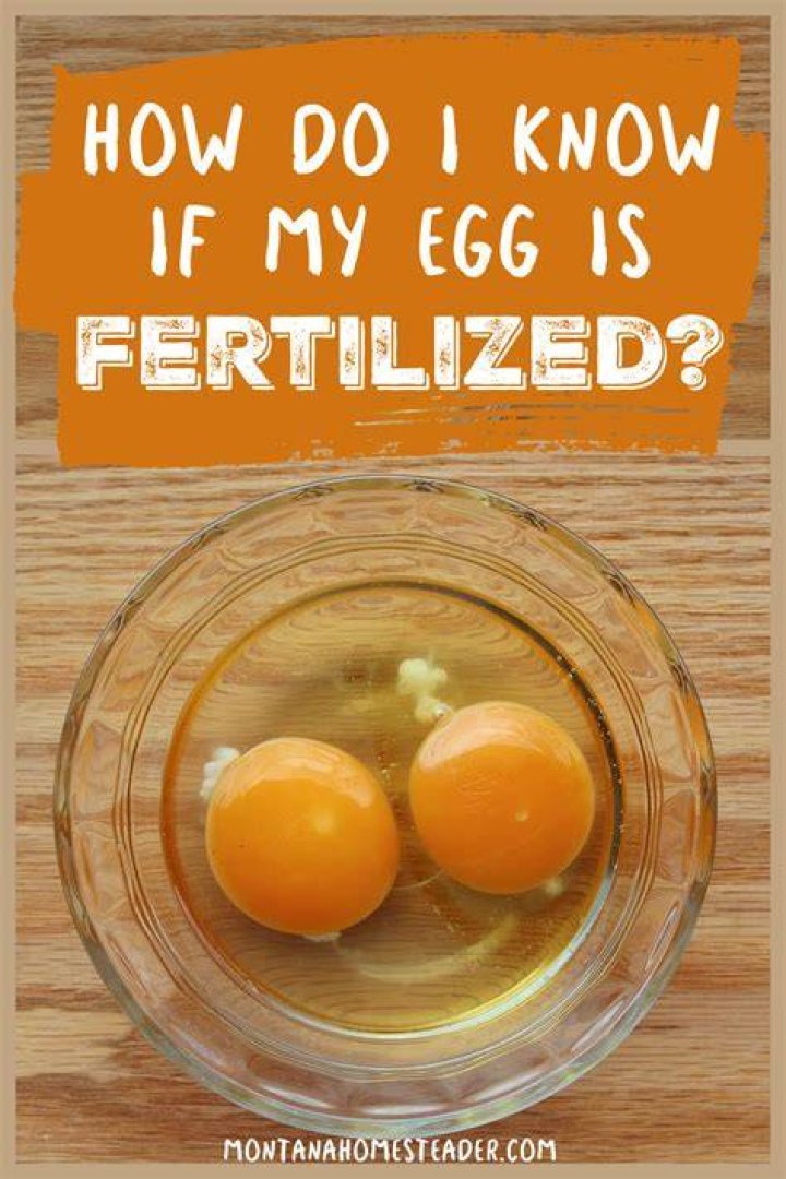 How do I know if my eggs are organic?