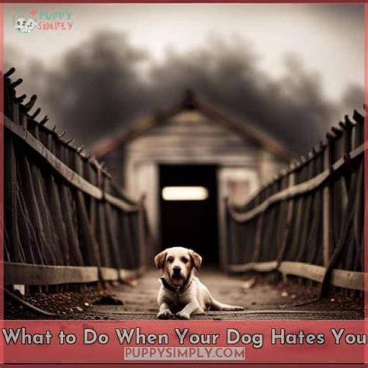 How do I know if my puppy hates me?