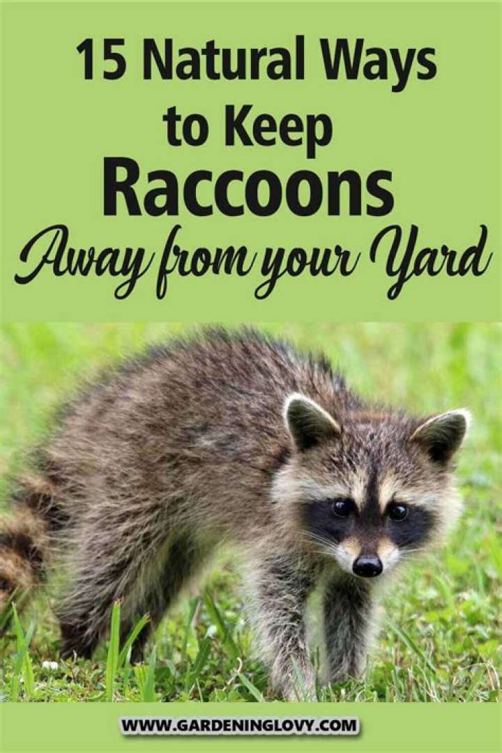How do I rid my yard of raccoons?