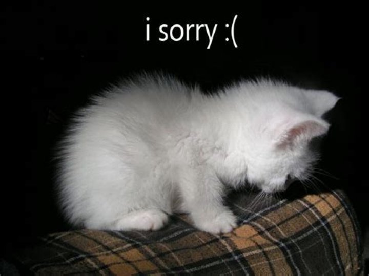 How do I say sorry to cat?