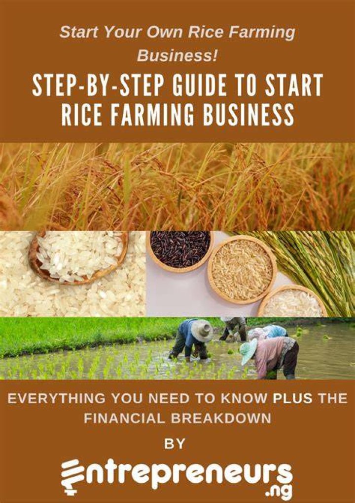 How do I start a rice business?