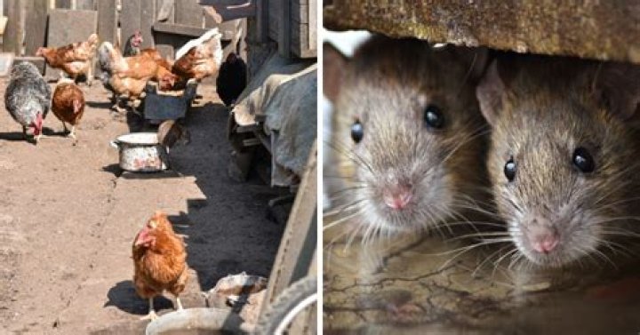 How do I stop rats digging under my chicken coop?