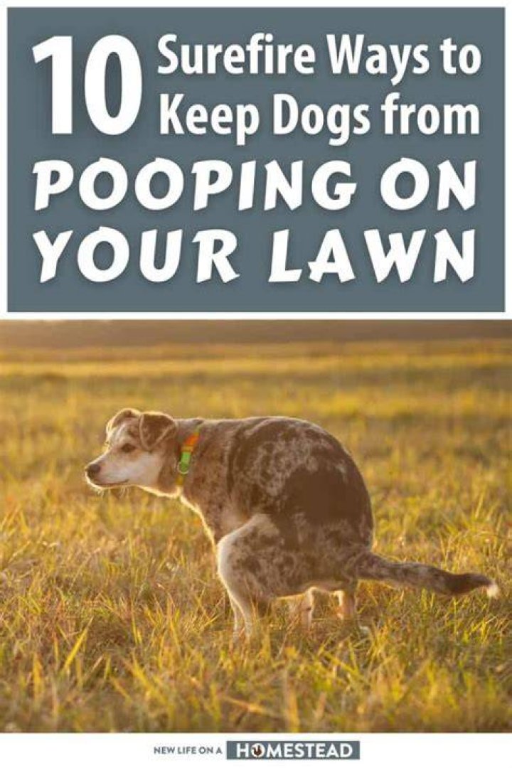 How do I stop stray dogs from pooping in front of my house?