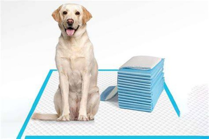 How do I transition my dog from pee pad to outside?