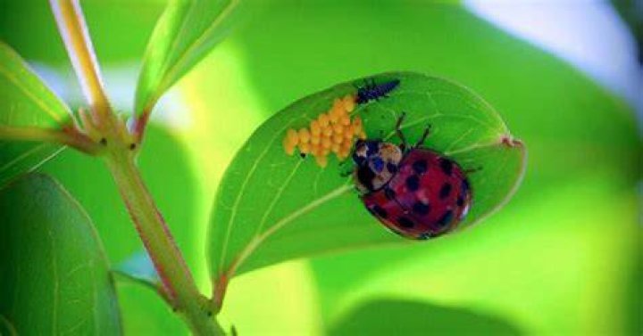 How do ladybugs get pregnant?