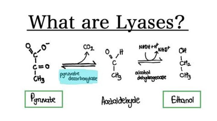How do lyases work?