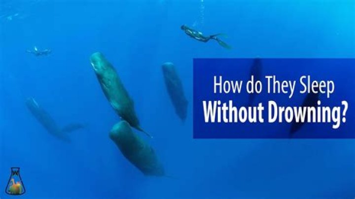 How do orcas sleep without drowning?
