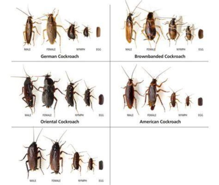 How do roaches see us?