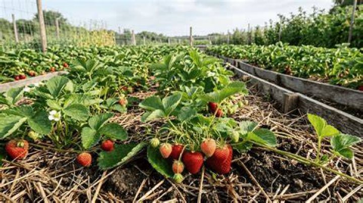 How do strawberries grow on land?