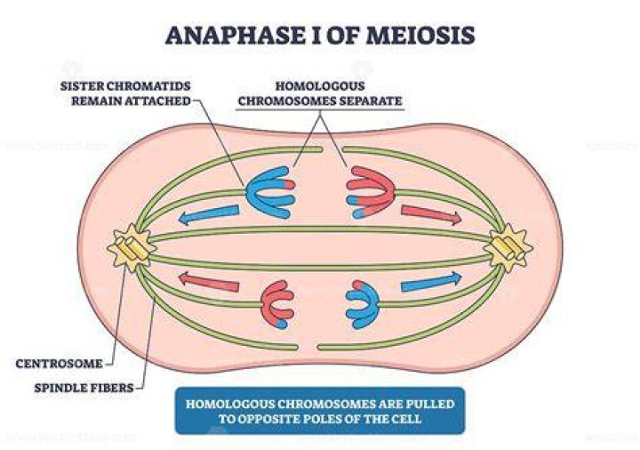 How do the chromosomes separate in anaphase 1 quizlet?