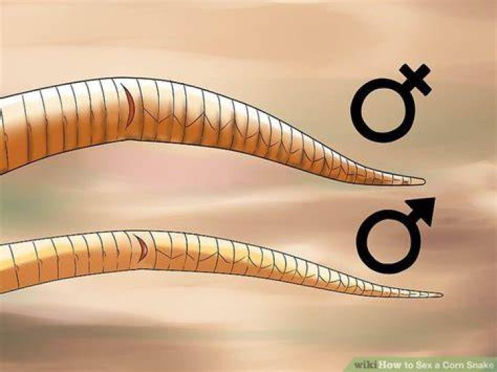 How do u tell if a snake is male or female?