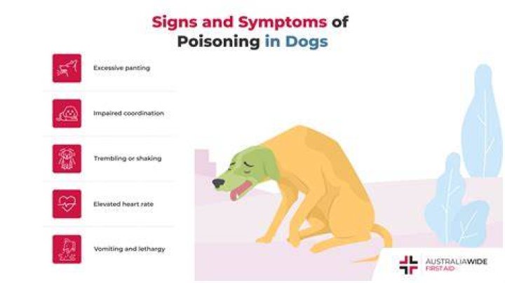 How do vets treat poisoning in dogs?