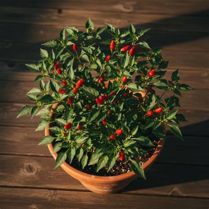 How do you apply cayenne pepper to plants?