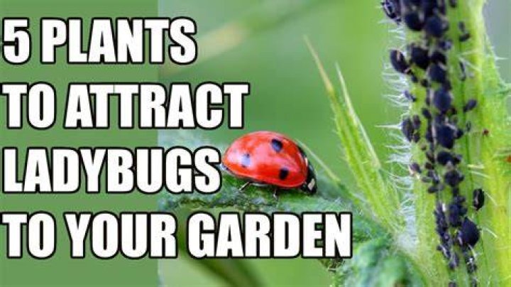 How do you attract a ladybug?