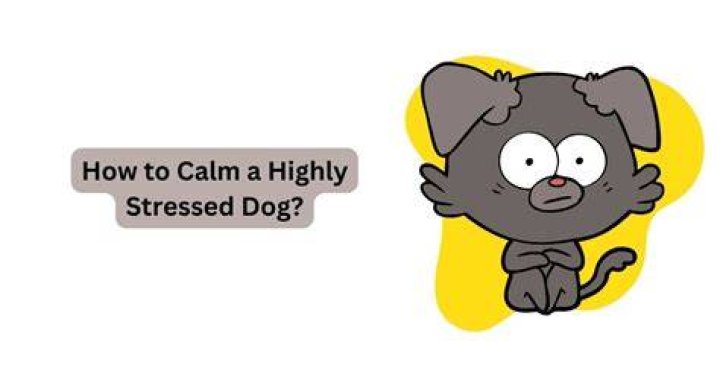 How do you calm a highly strung dog?
