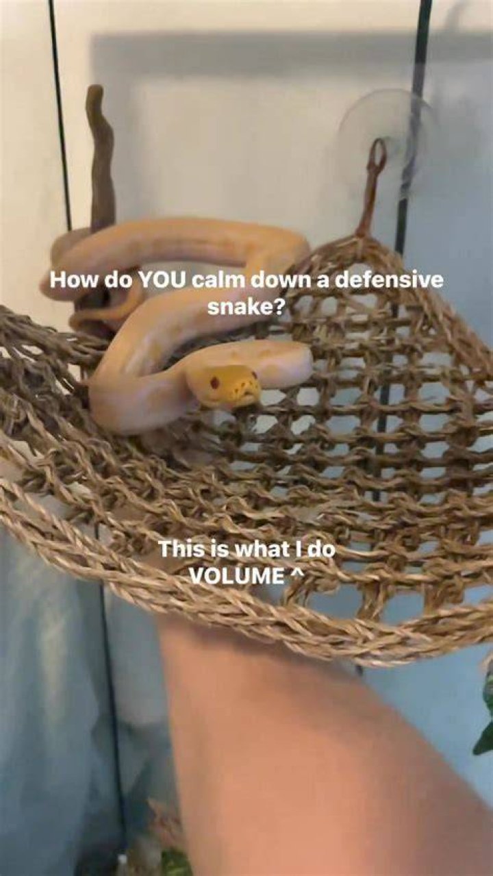 How do you calm a snake down?