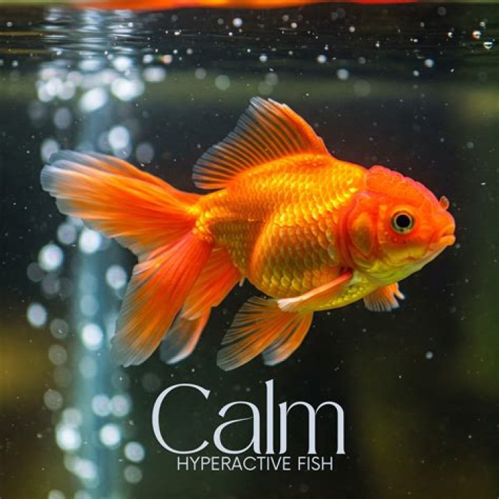 How do you calm a stressed fish?