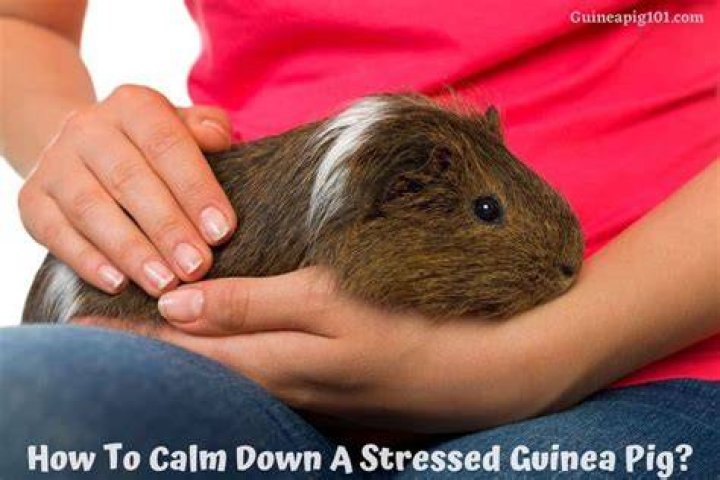 How do you calm down a hyper guinea pig?