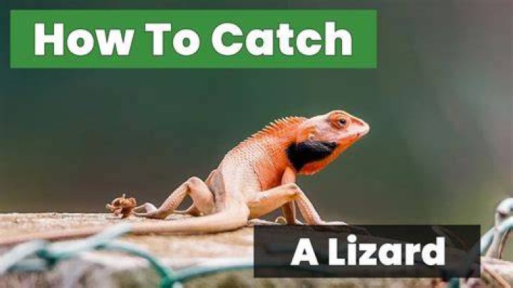 How do you catch a lizard in your house?