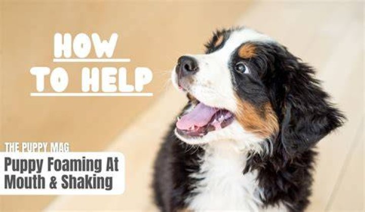 How do you clean a puppy's mouth?