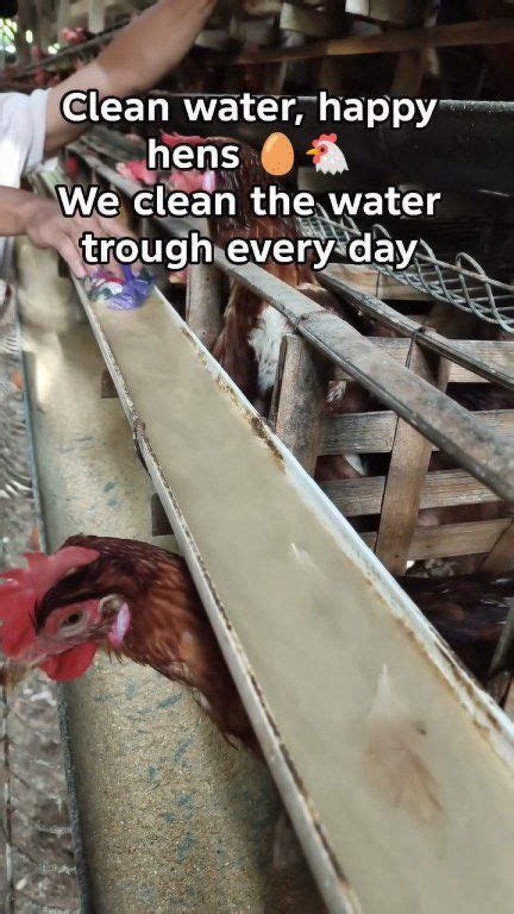How do you clean a trough?