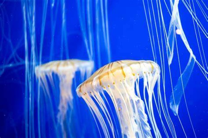 How do you cook a jellyfish?