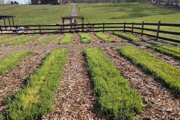 How do you cover crops in a no-till garden?