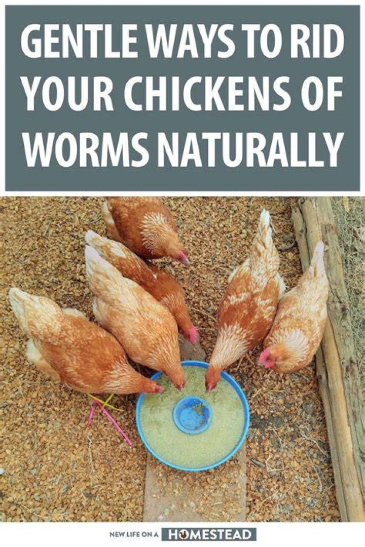 How do you deworm a chicken naturally?