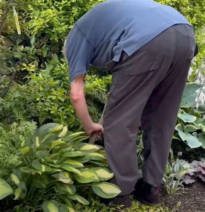 How do you dig up hostas?
