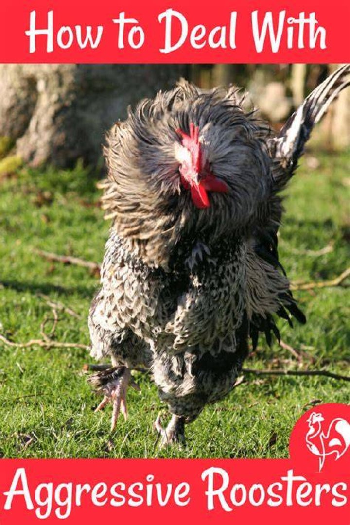 How do you discipline an aggressive rooster?