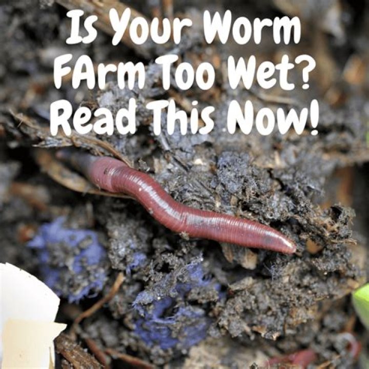 How do you fix a worm farm that is too wet?