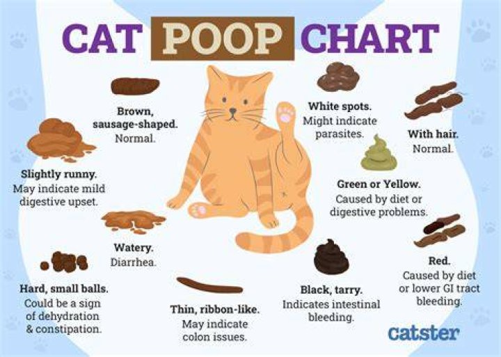 How do you fix stinky cat poop?