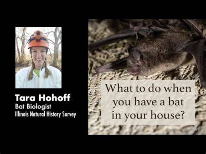How do you flush a bat out of hiding?