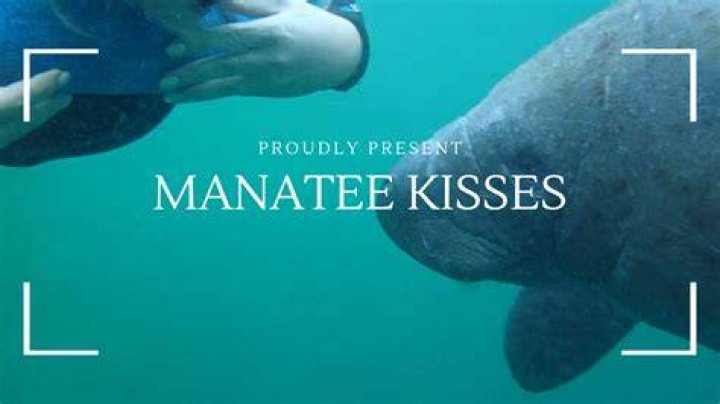 How do you get a manatee to come to you?