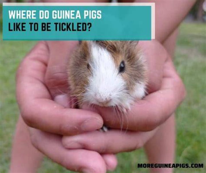 How do you get a pig to like you?