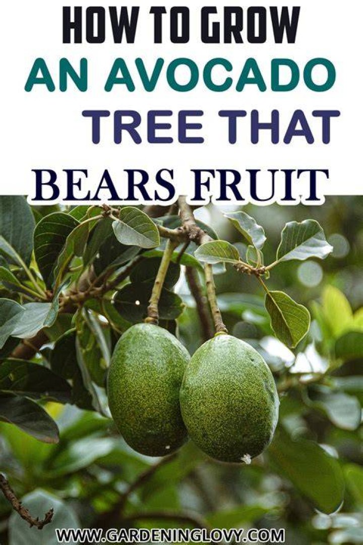How do you get an avocado to bear fruit?