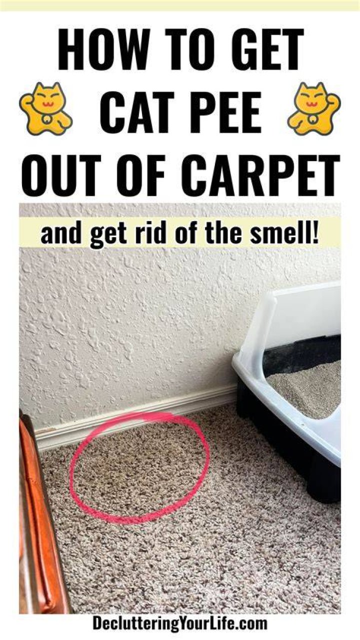 How do you get cat pee smell out of a vacuum?