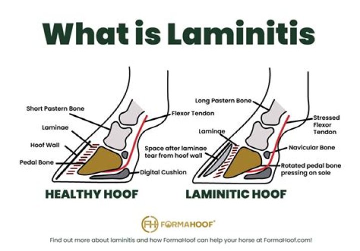 How do you get rid of laminitis in horses?