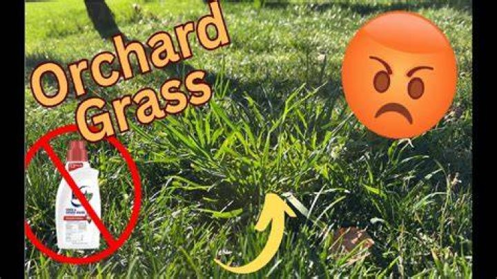 How do you get rid of orchard grass?