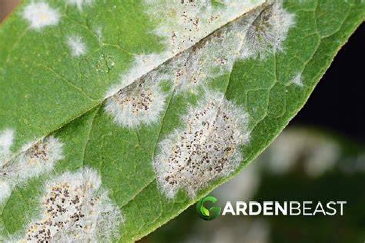 How do you get rid of powdery mildew on budding?