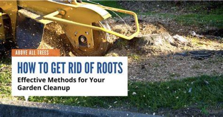 How do you get rid of tree roots underground?
