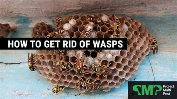 How do you get rid of wasps with coffee?