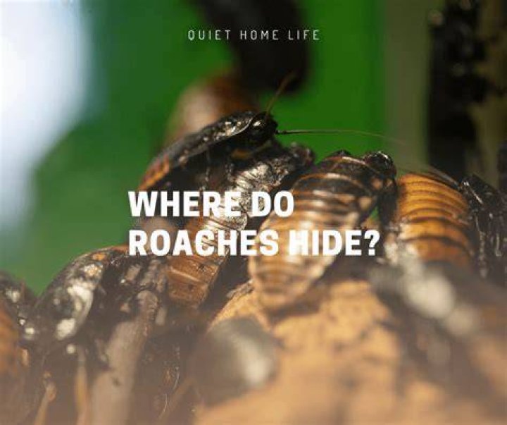 How do you get roaches to come out?